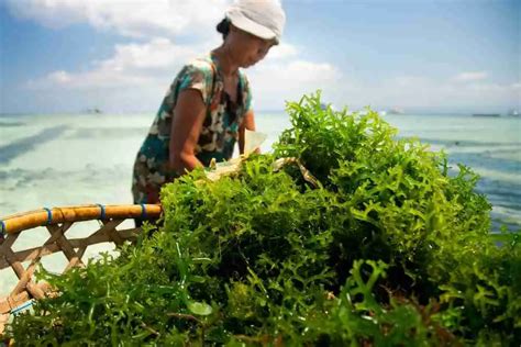 Majic seaweed dojny as a natural skincare ingredient